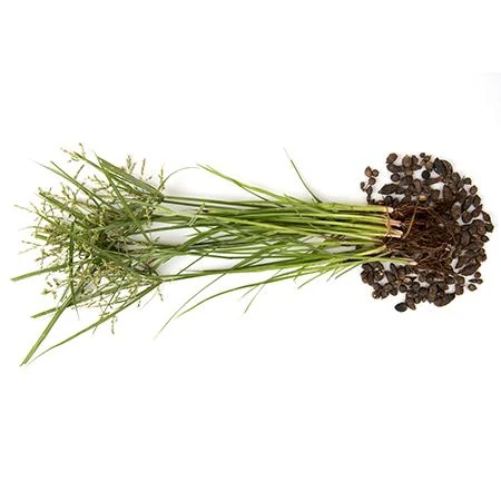 Nagarmotha Root (Cyperus rotundus) used in Infantol (Family Tonic)